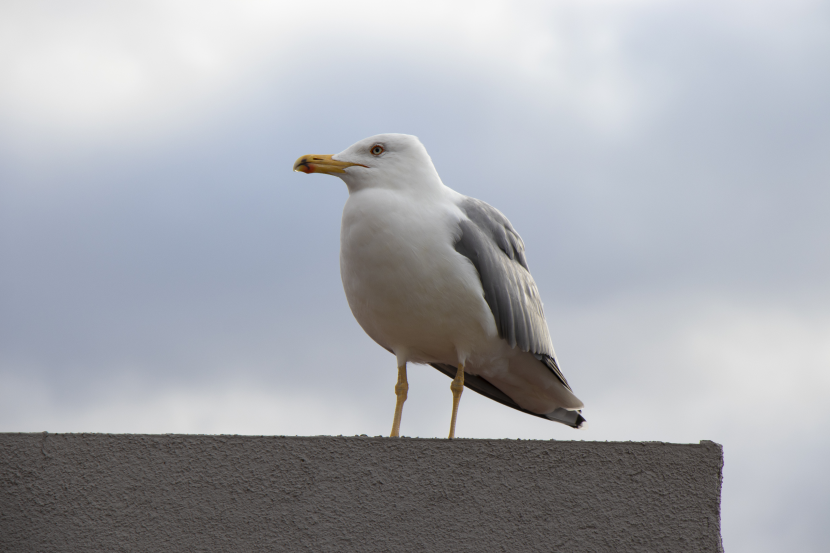 Go to Olha Ivanova's profile