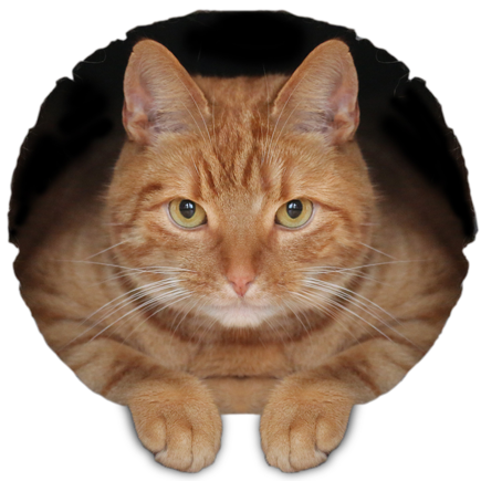 Go to Oscar Fickel's profile