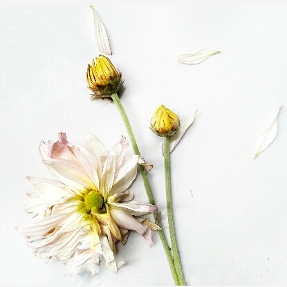 Avatar del usuario Wulan Sari