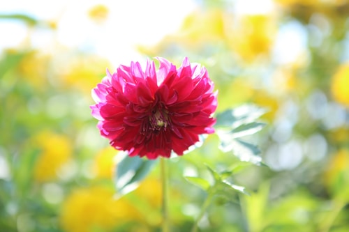 Go to Kim Deachul's profile