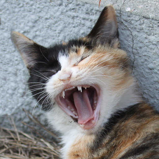 Go to Shuqiao Zhang's profile