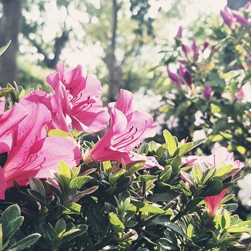 Go to MeadowZ's profile