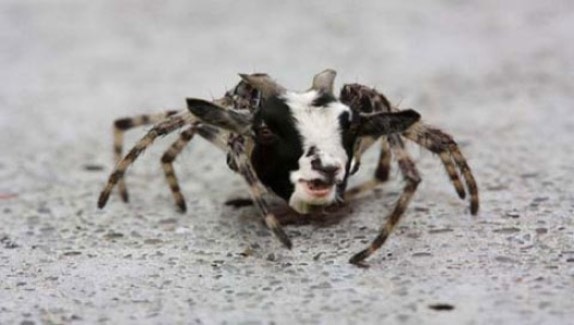 Go to goat's profile