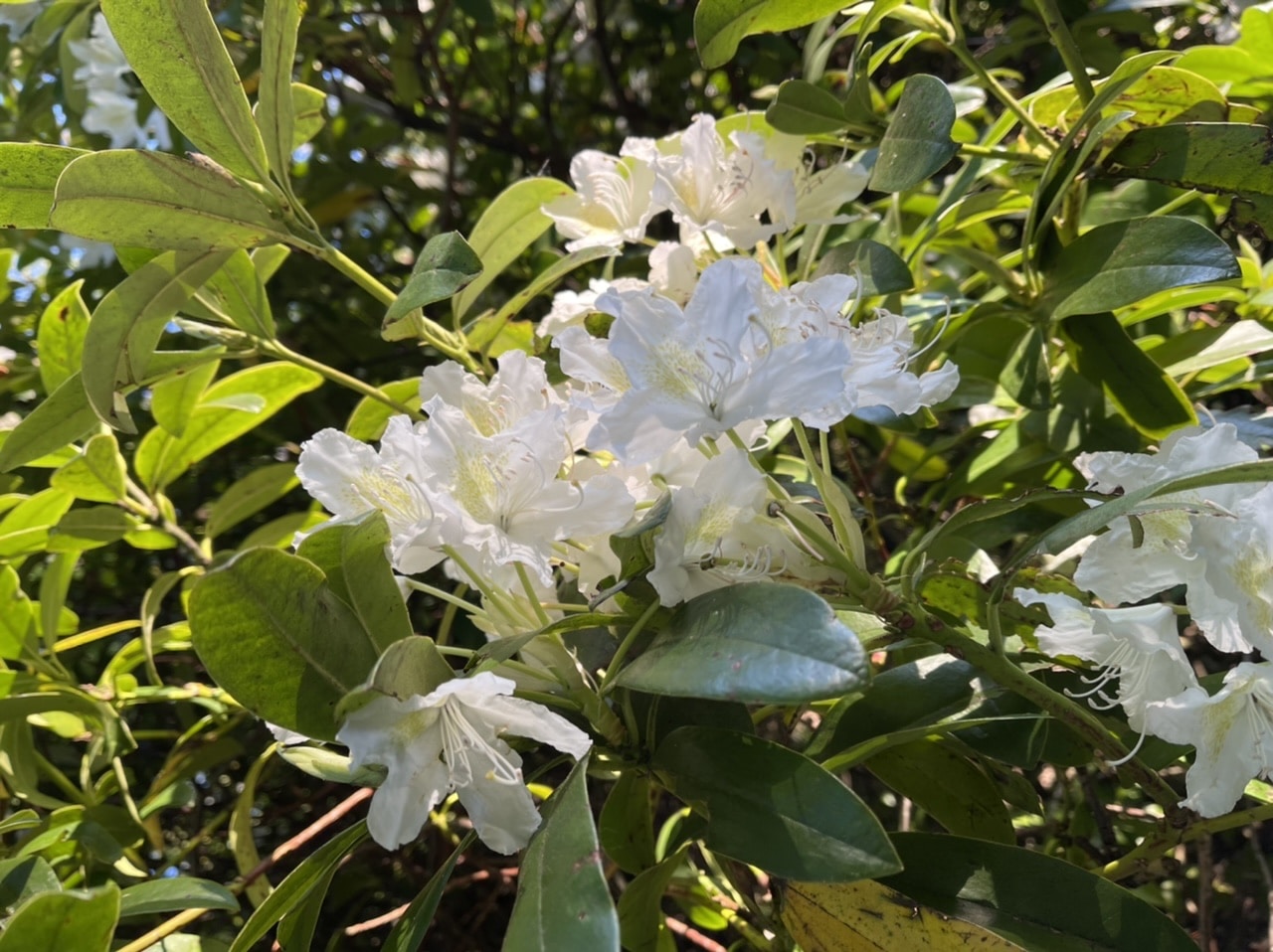 Avatar of user Ronnie Smith