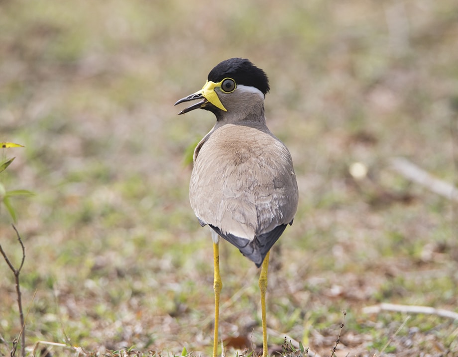 Accéder au profil de sham prakash