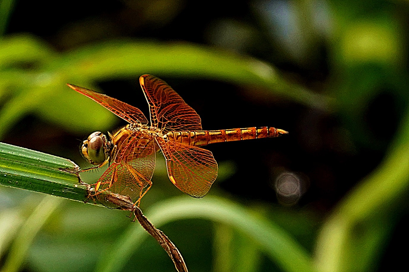 Go to hartono subagio's profile