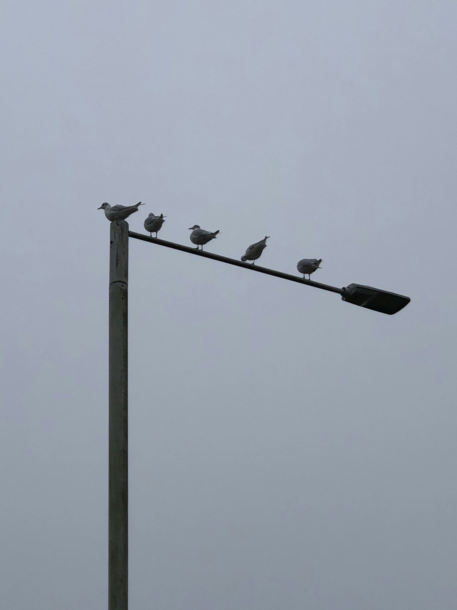 Zum Profil von Siqi Huang