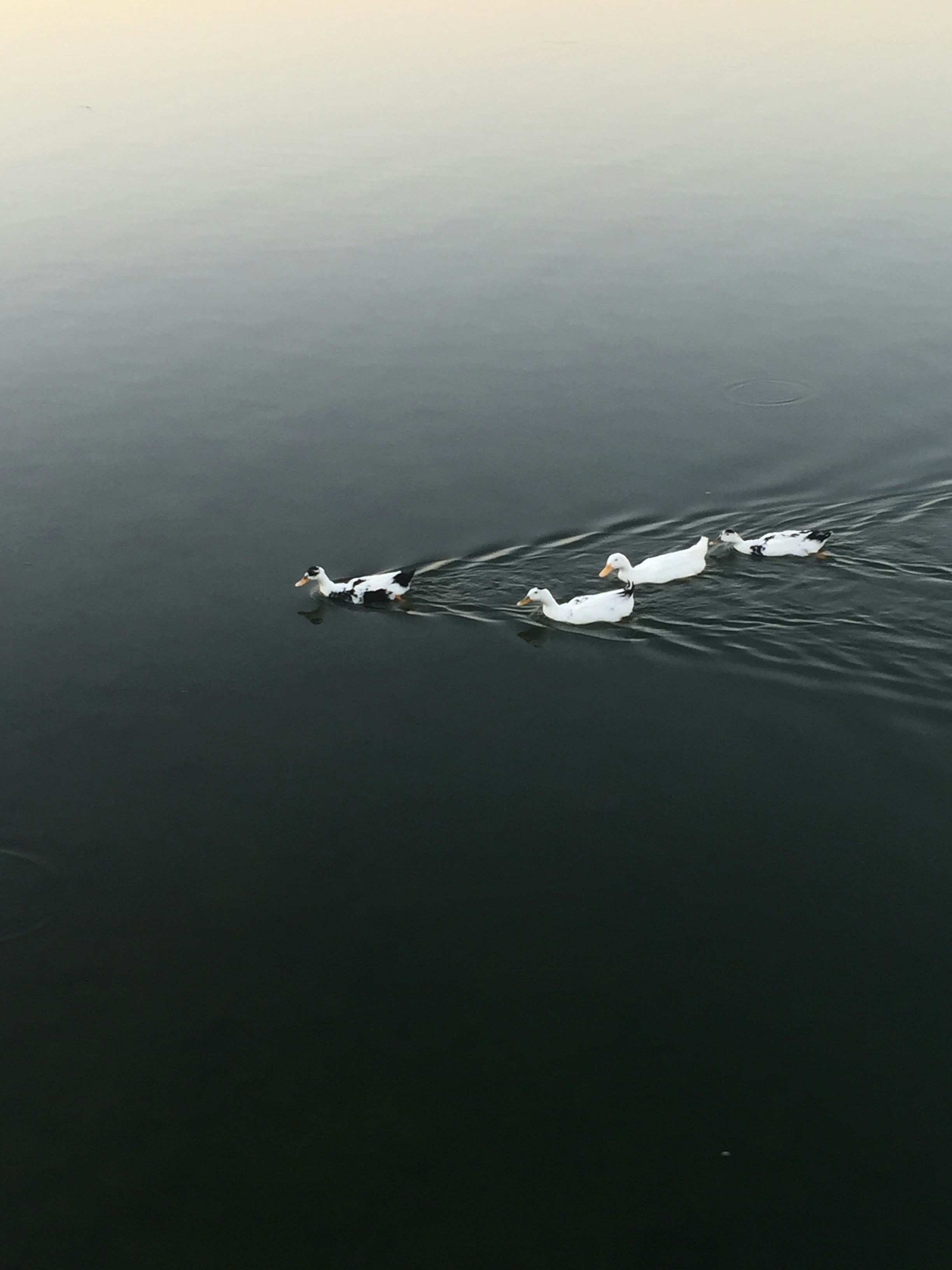 Avatar of user Viviendais is