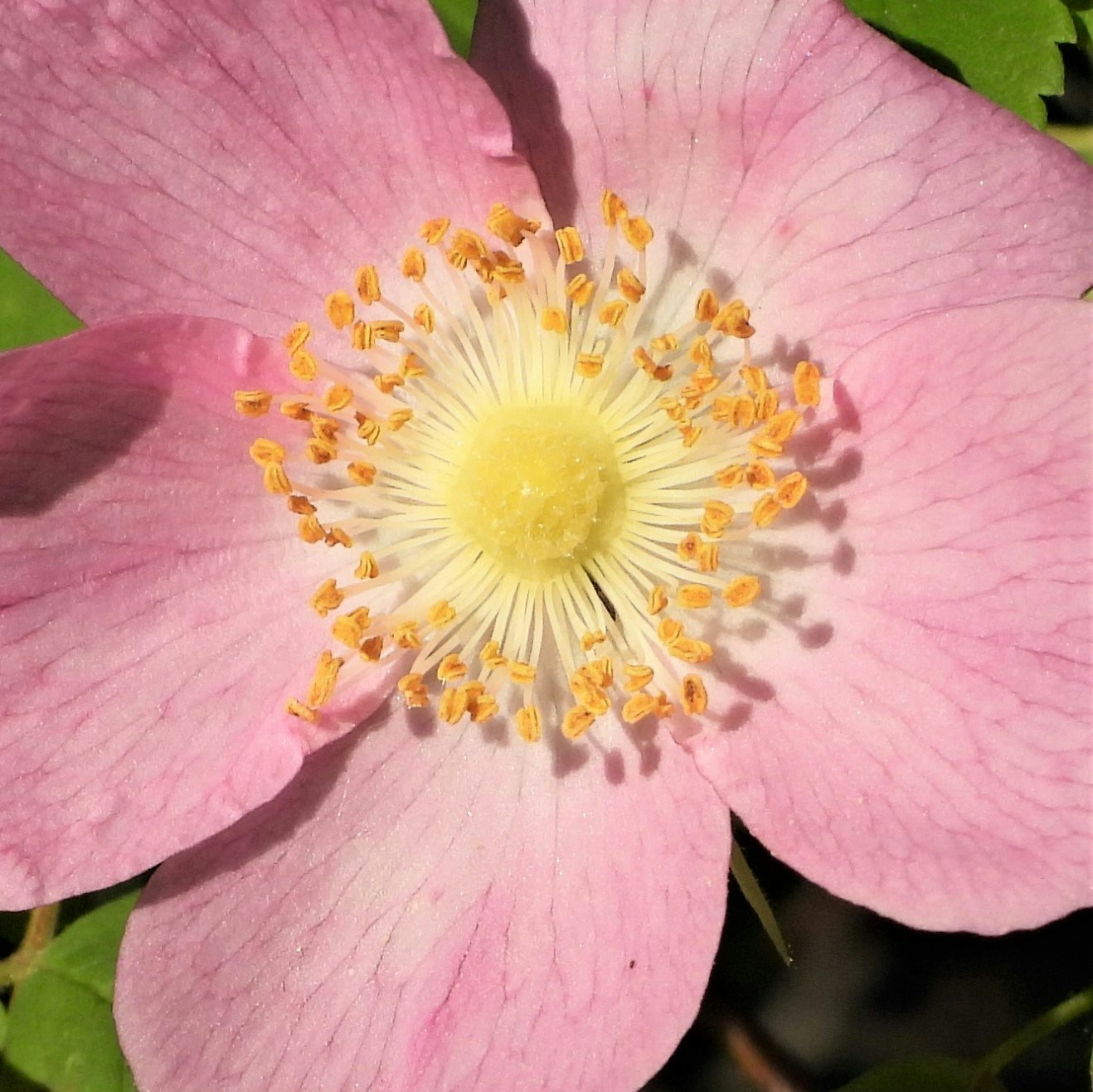 Accéder au profil de Habranthus