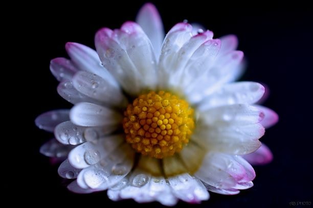 Accéder au profil de Adrianna Bielobradek