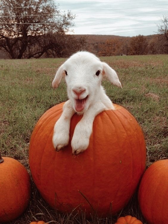 Vai al profilo di Endstarky