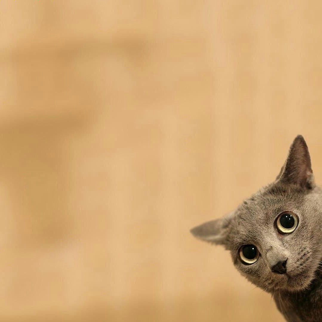 Go to Luke Wang's profile