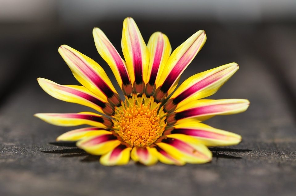 Accéder au profil de Kylie Osullivan