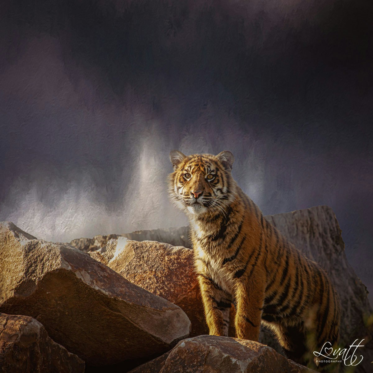 Go to Wendy Lovatt's profile