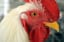 Avatar of user Chicken Fraud