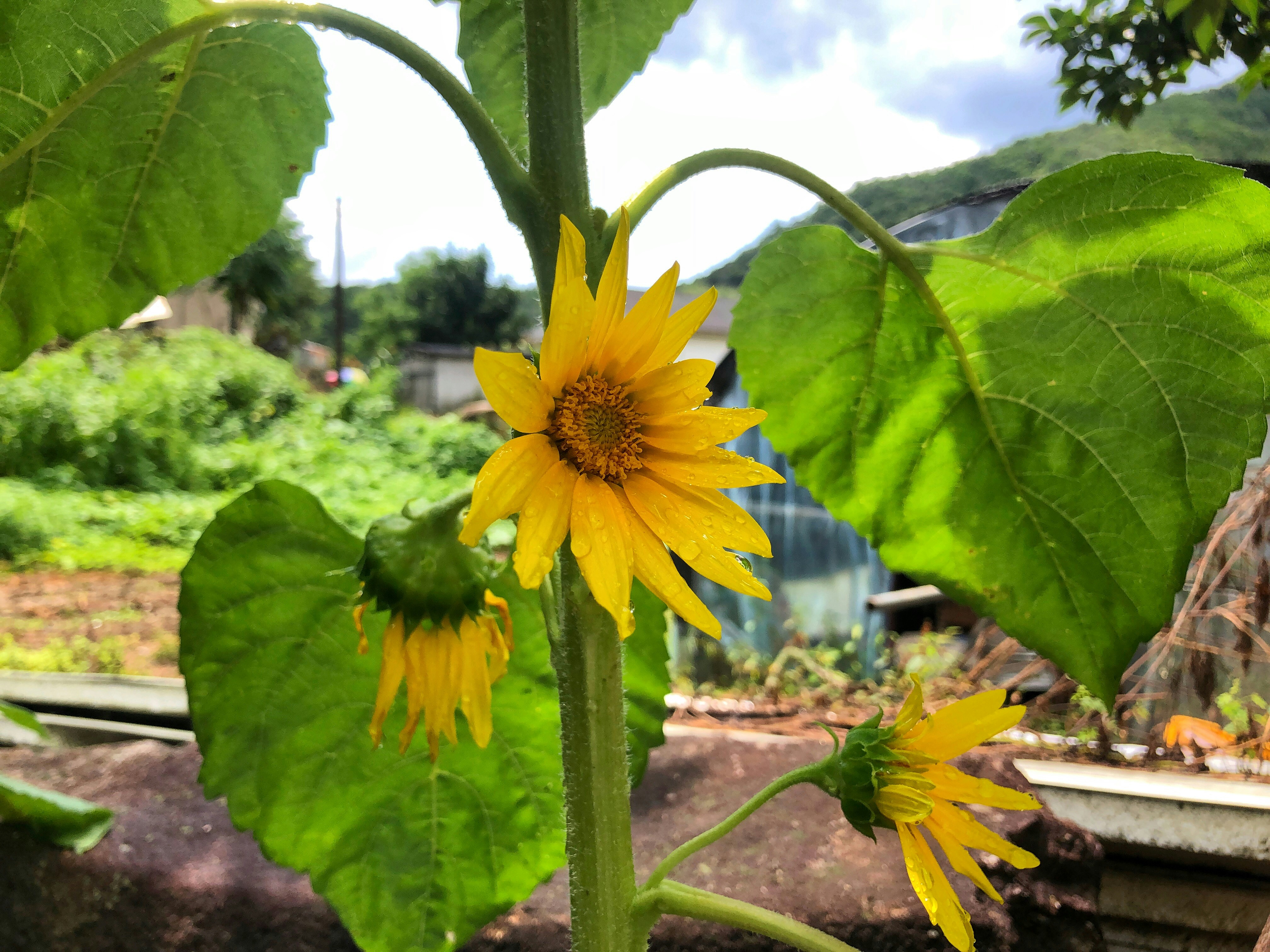 Ve al perfil de Huiii