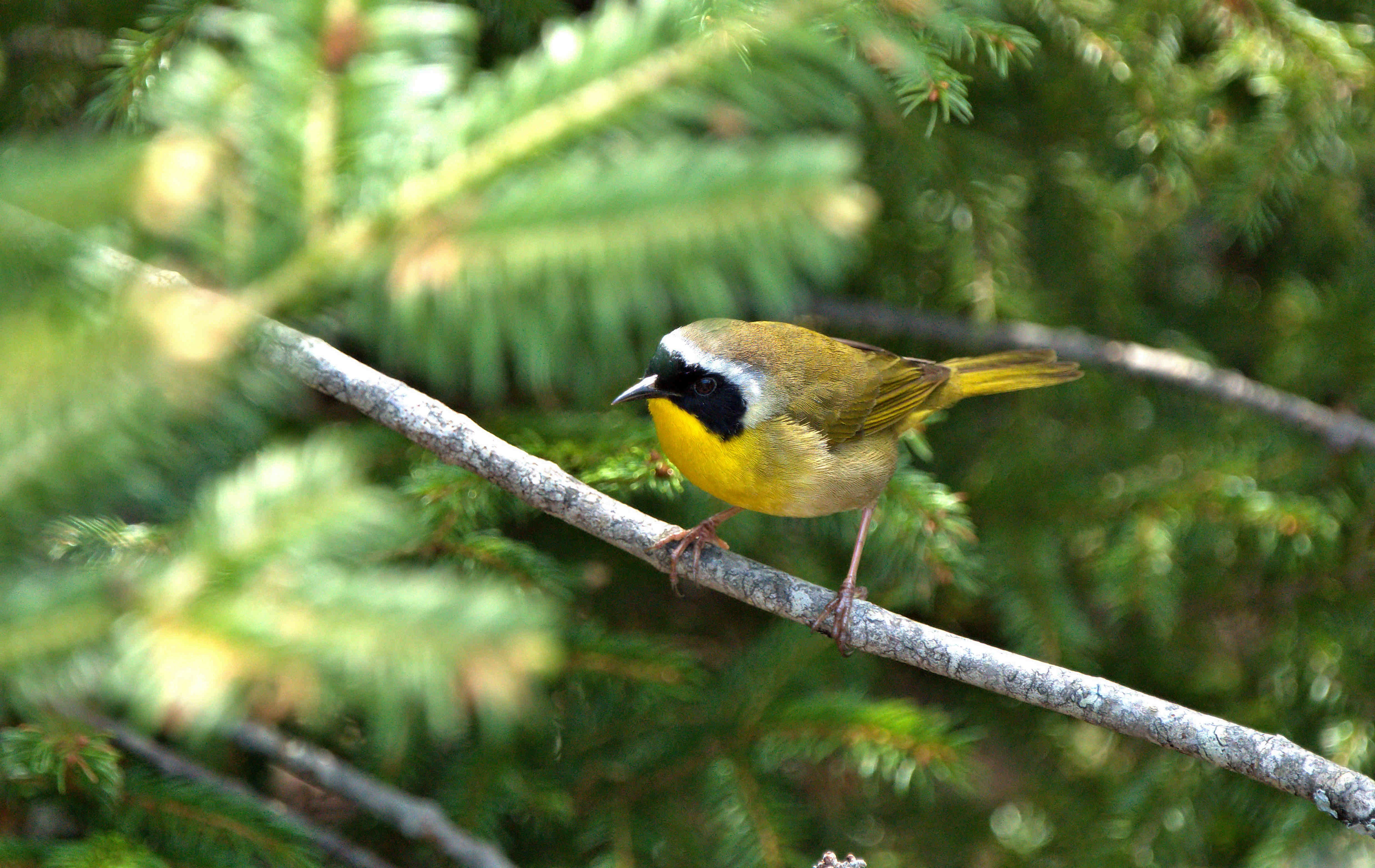 Go to Dietra Alyssa Semple's profile