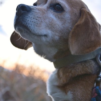 Ve al perfil de INSIDE THE B