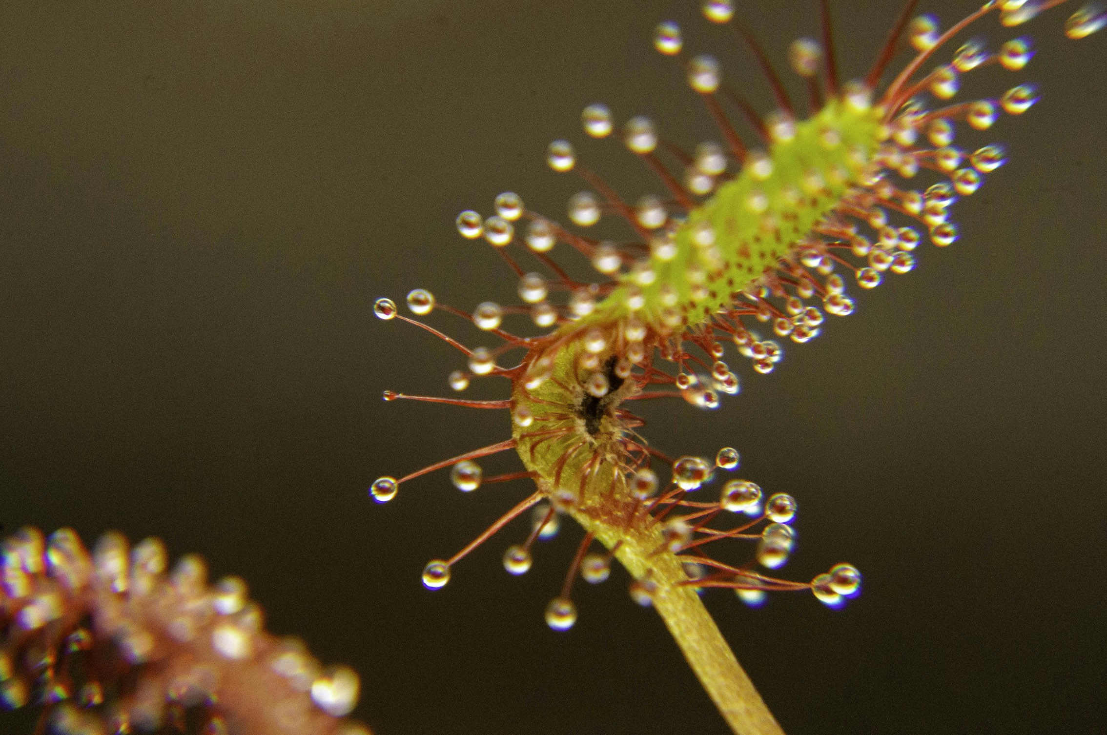 Ve al perfil de Théotim THORON