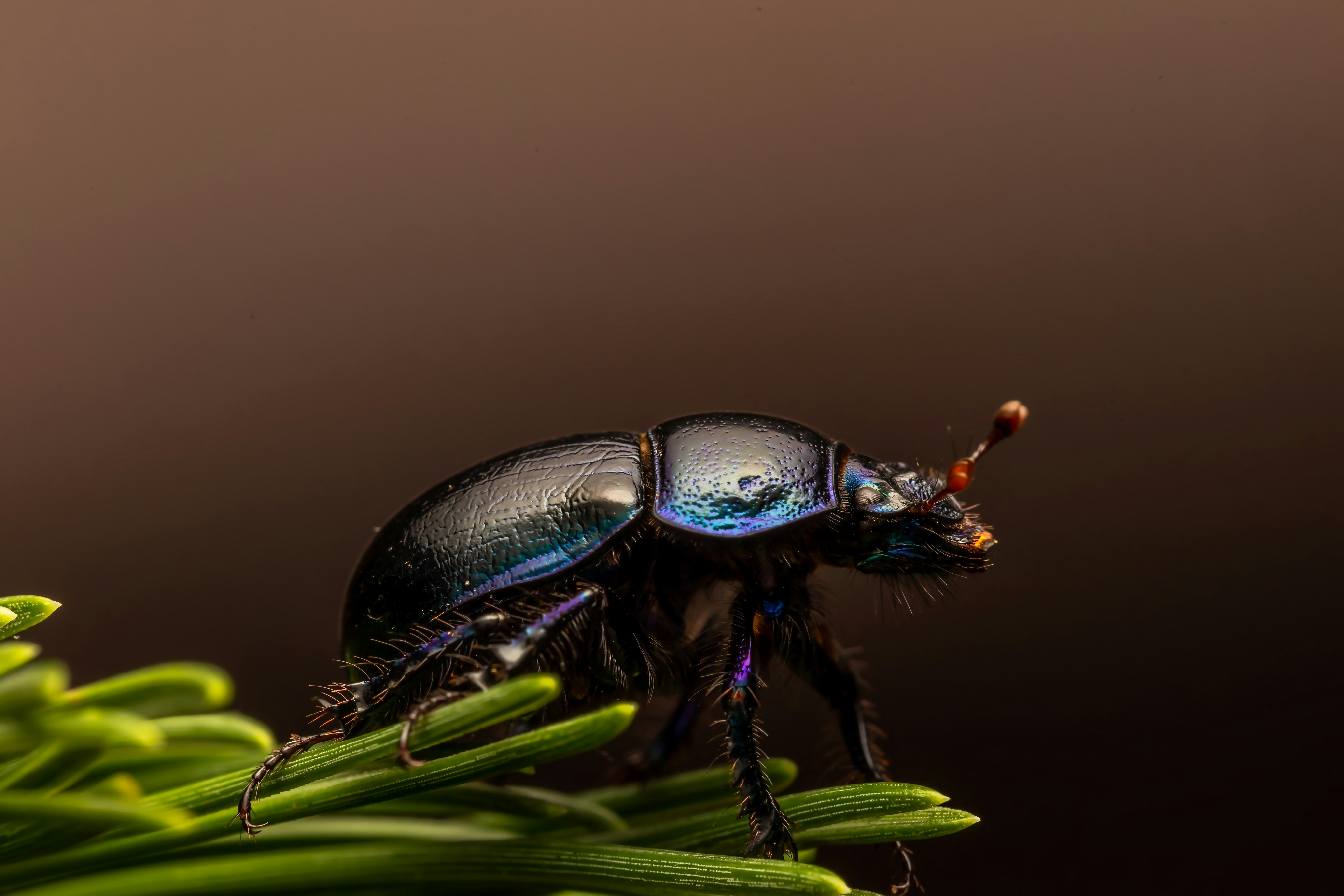 Go to Ivan Ivanovič's profile