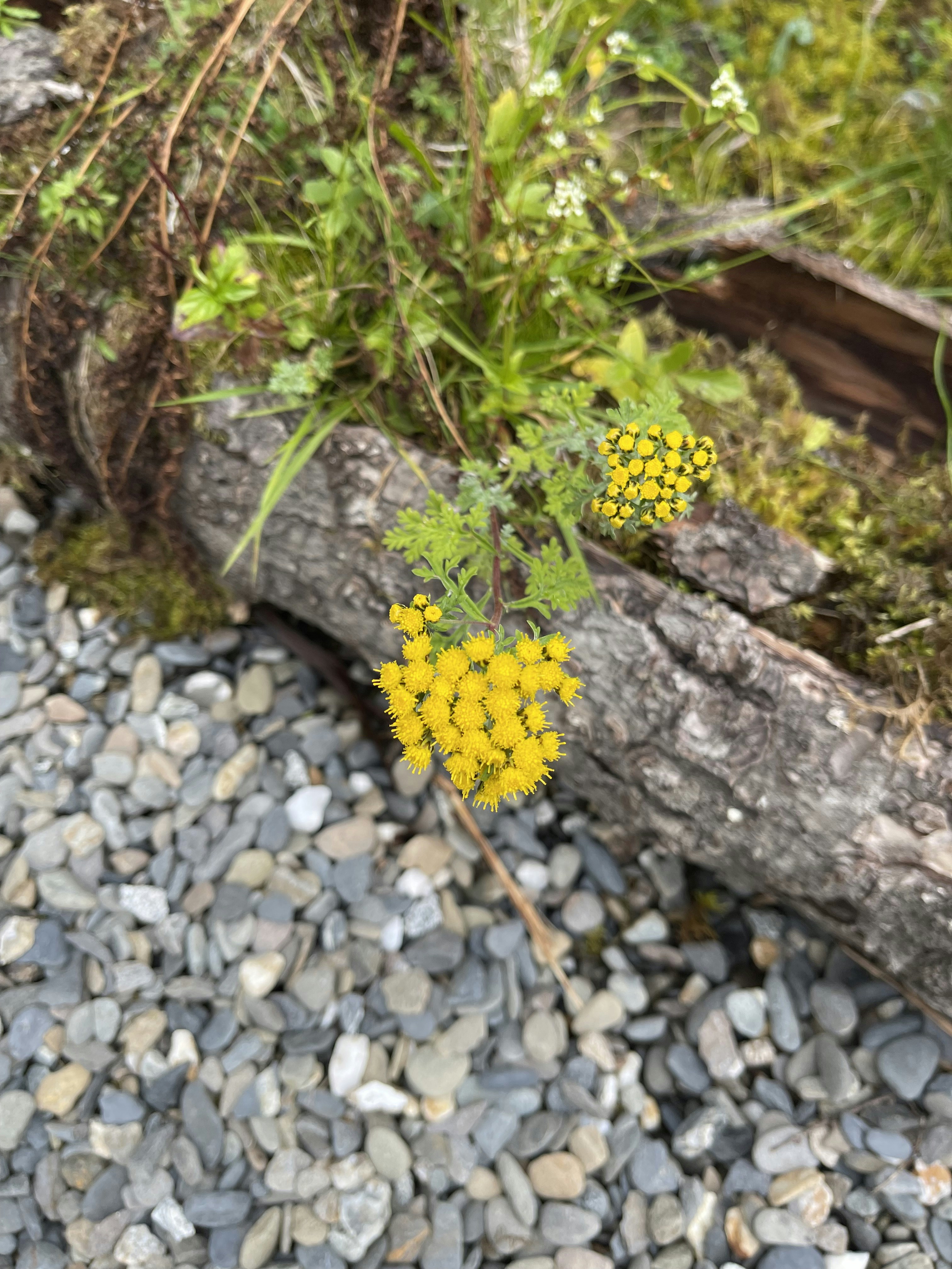 Zum Profil von Pete Guan