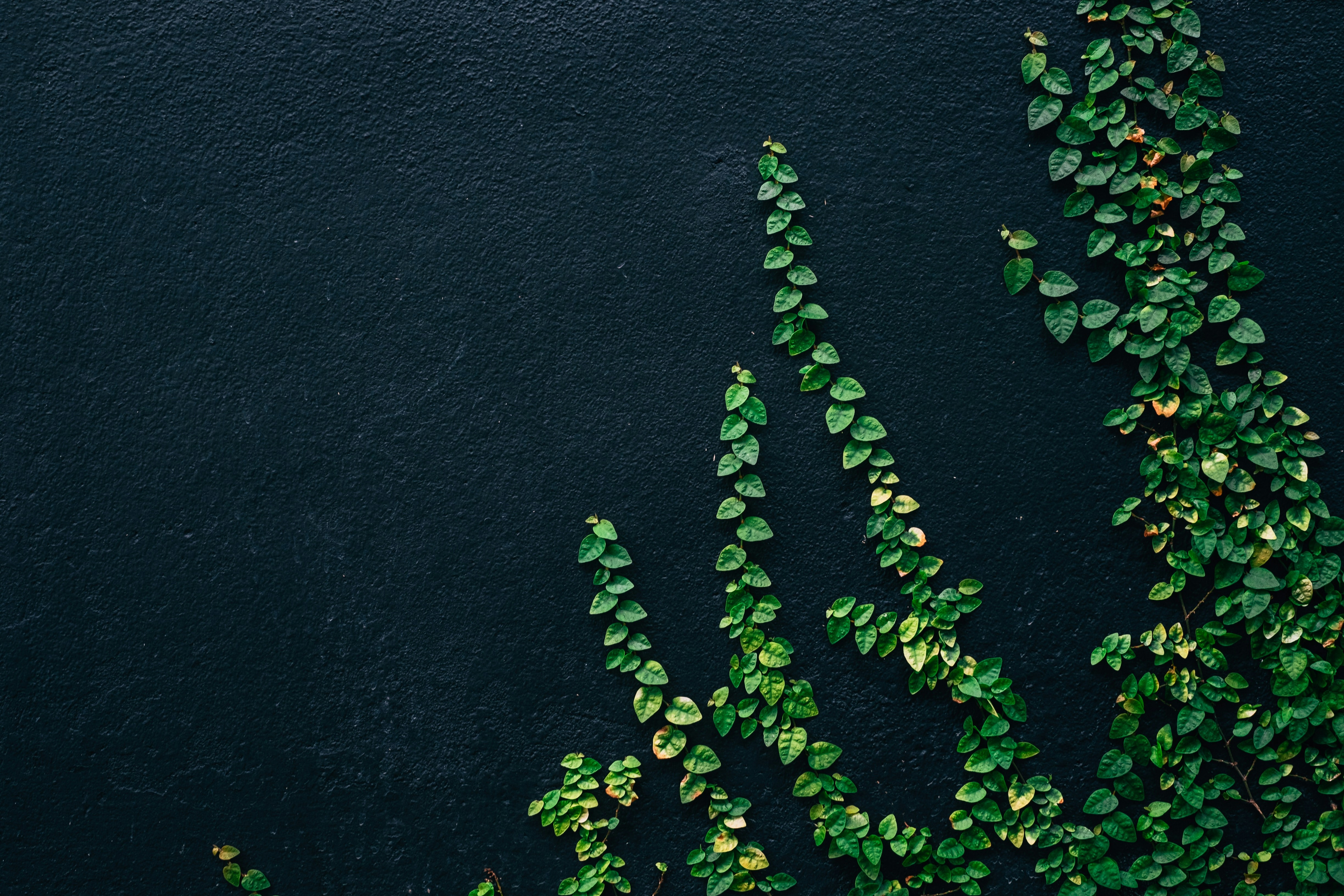 Unsplash profile picture for @rosenberg
