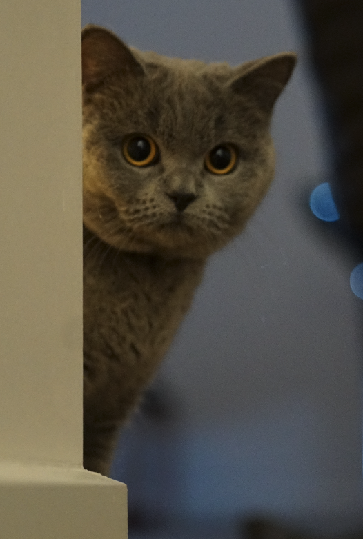 Go to Milly Liu's profile