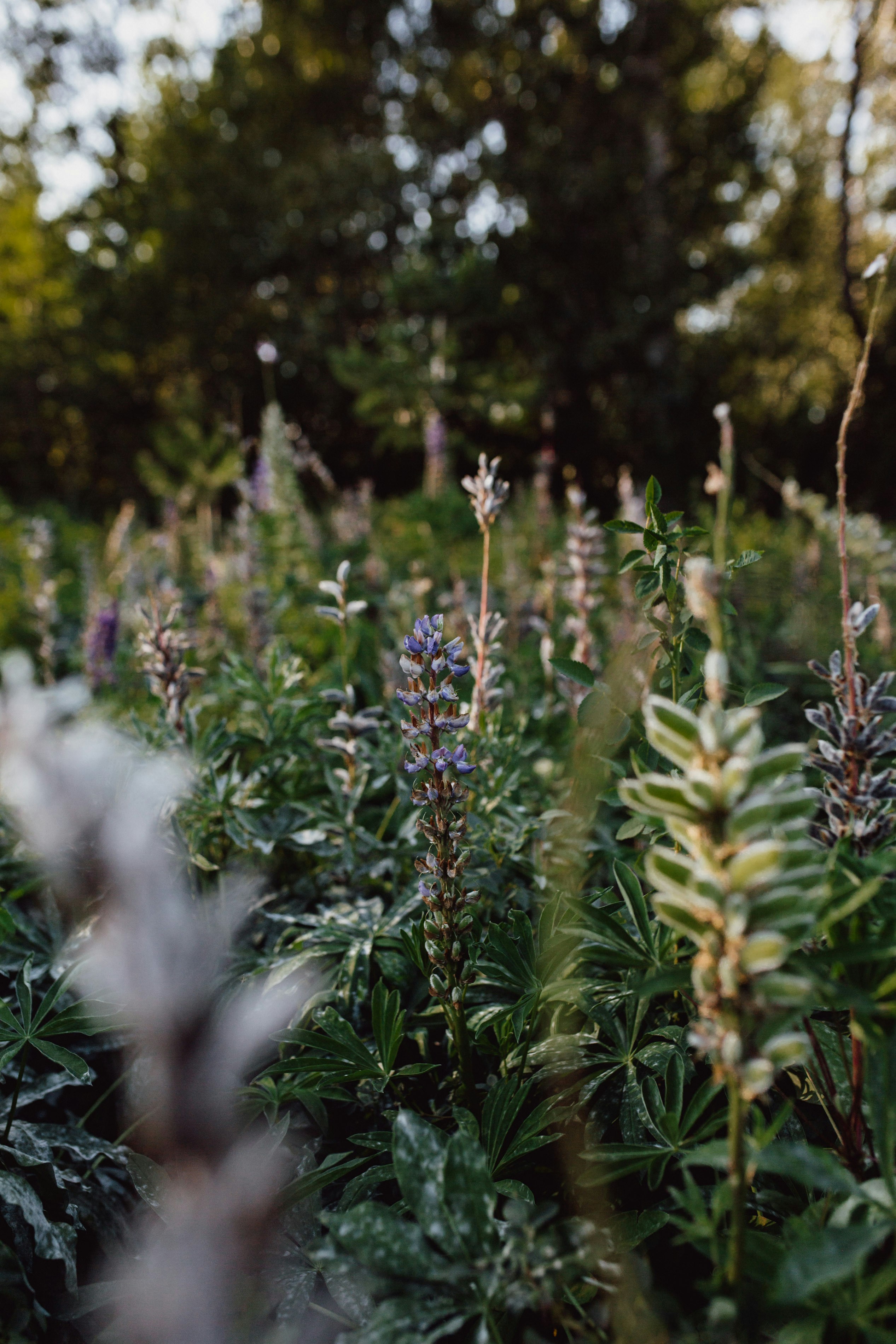 Go to Nature Uninterrupted Photography's profile