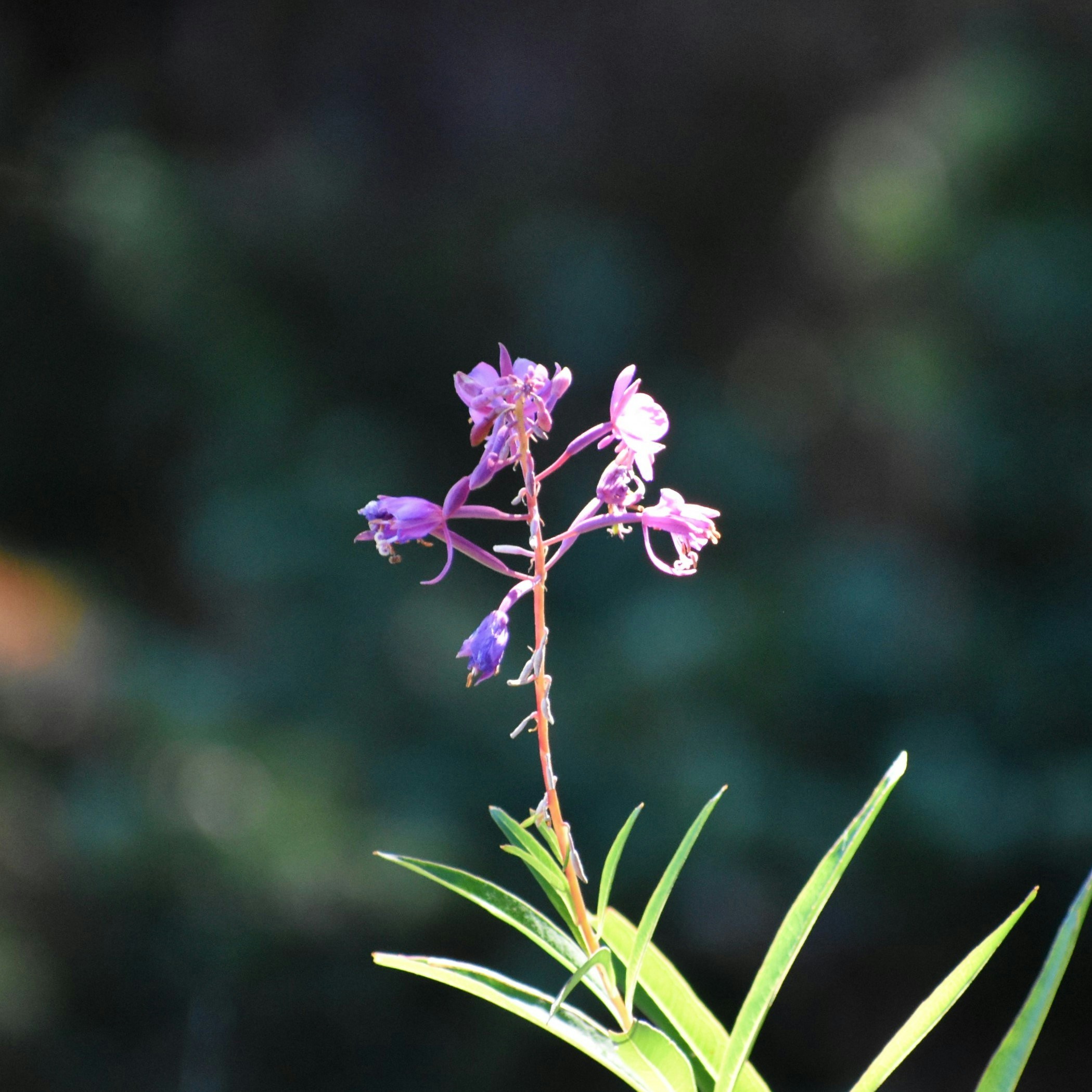 Go to moreeofnature's profile