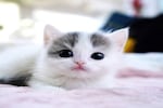 Avatar of user Munchkin kittens for sale