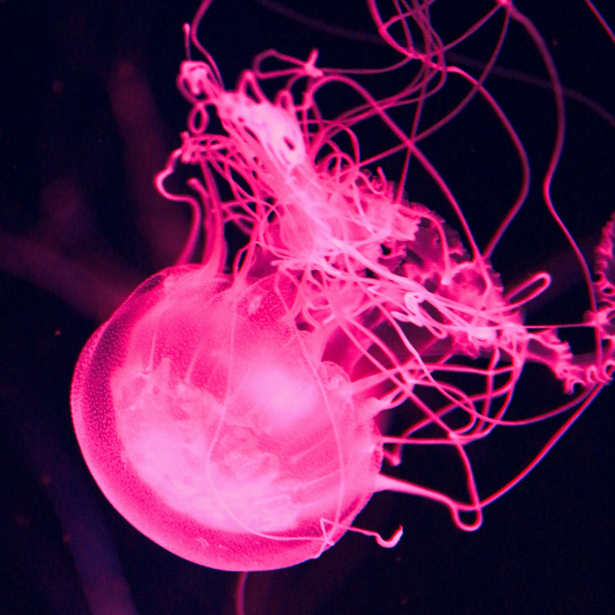 Go to Magenta's profile