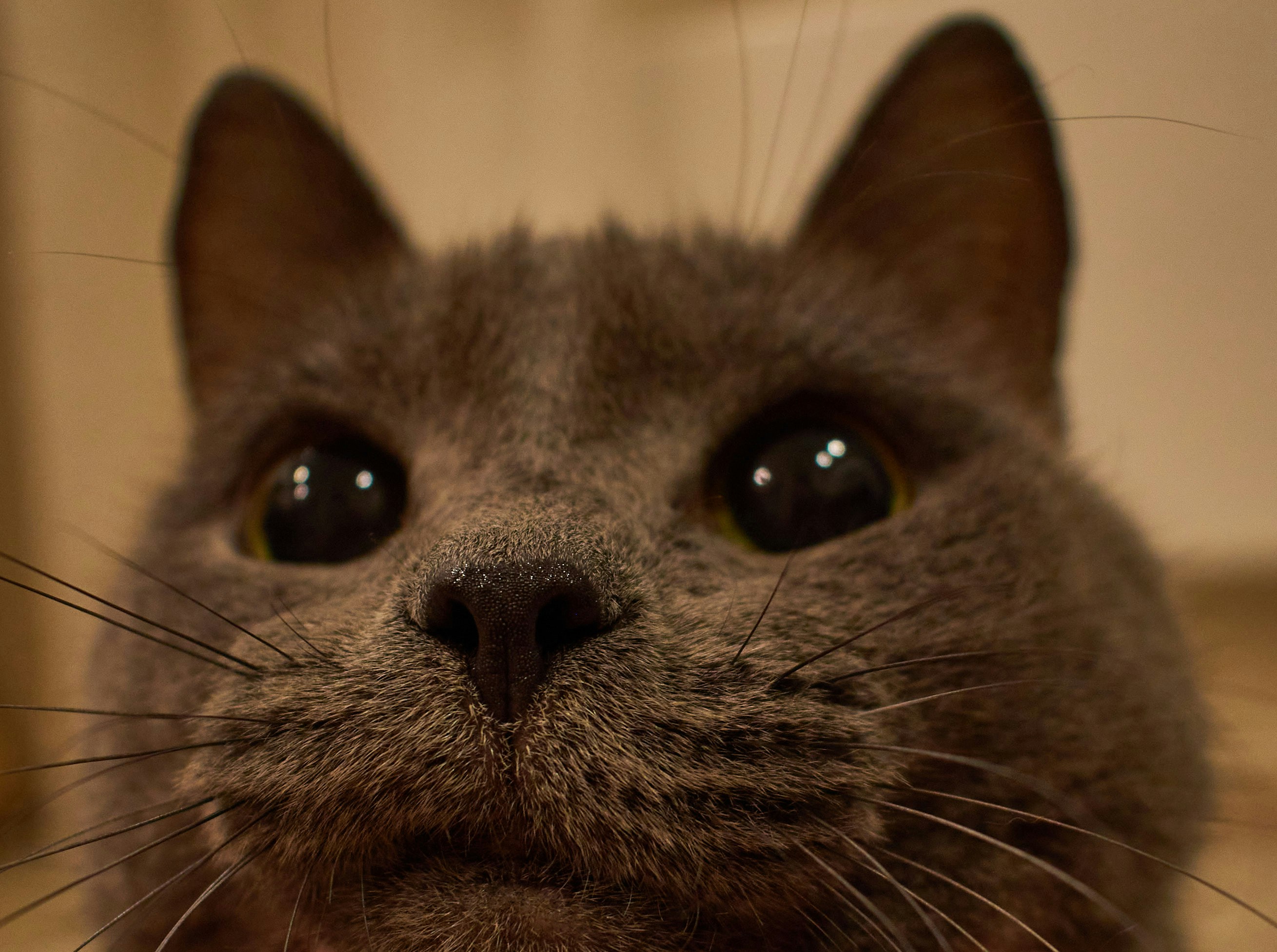 Go to Alexander Chupikov's profile