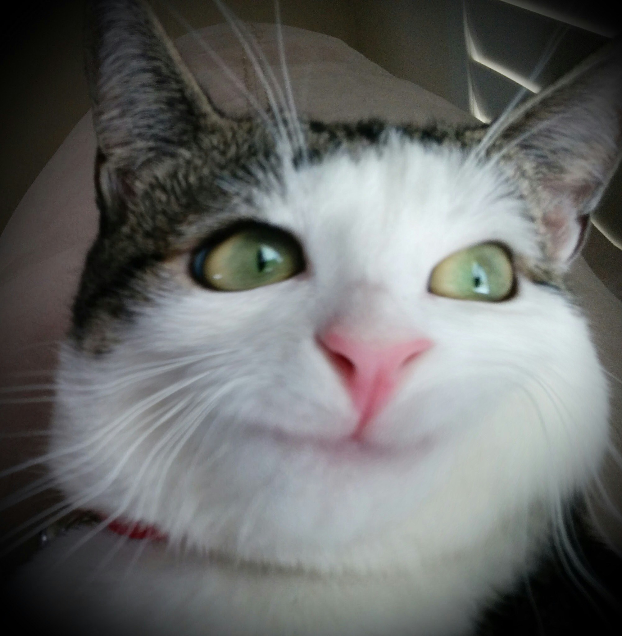 Go to C. Nelson Liu's profile