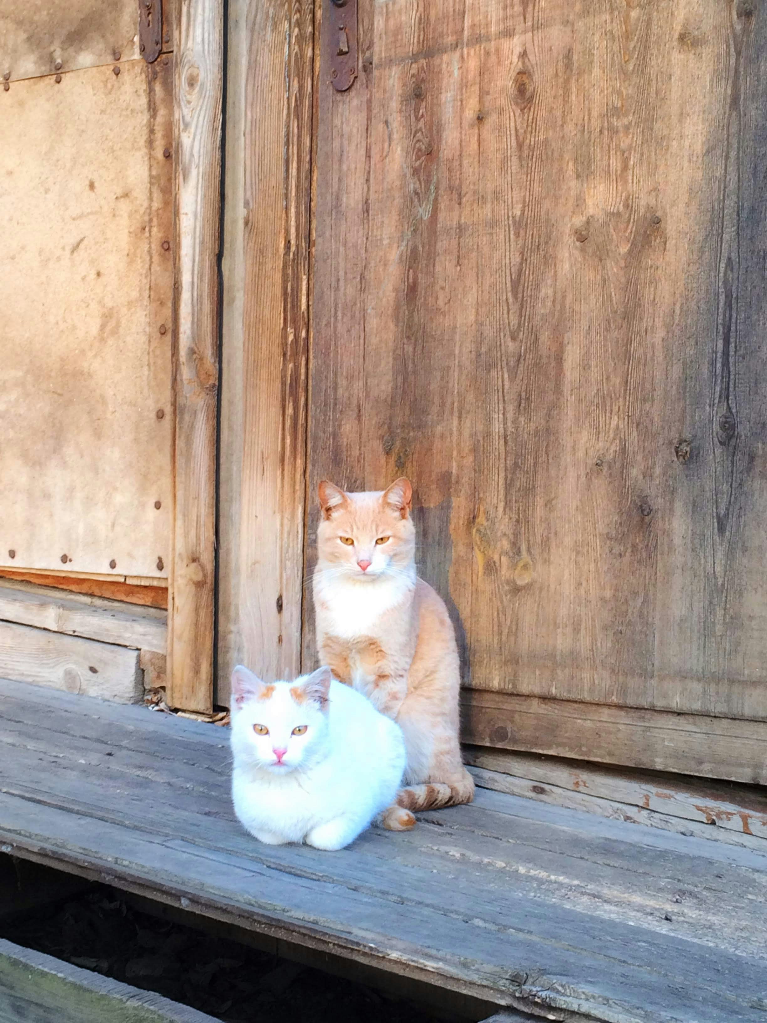 Ve al perfil de Rada Kirsanova