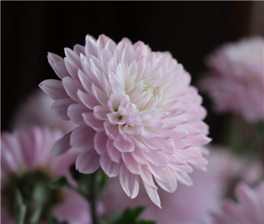 Go to Yevheniia's profile