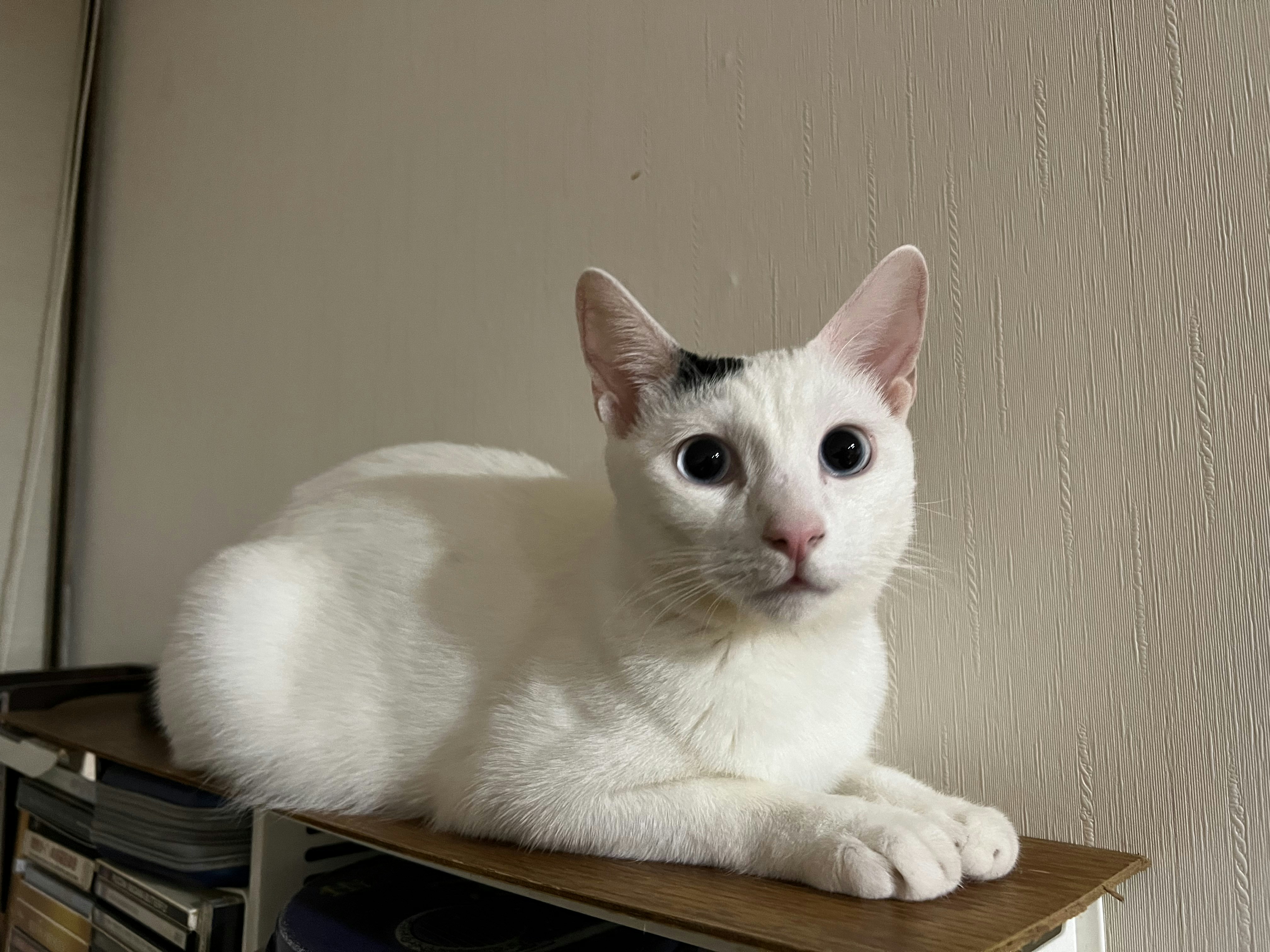 Go to ShihHung Chen's profile