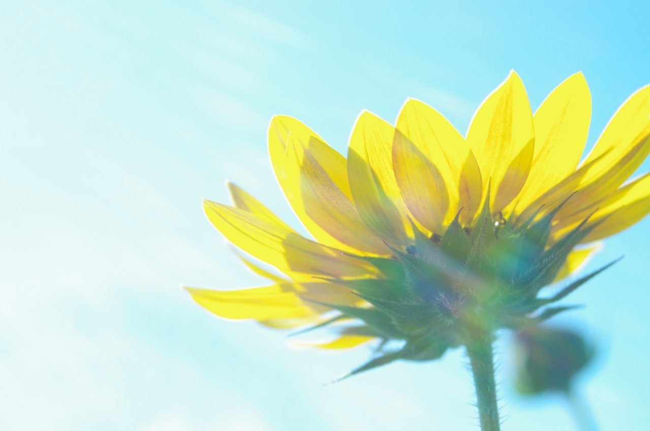 Ve al perfil de Tomoko Saeki