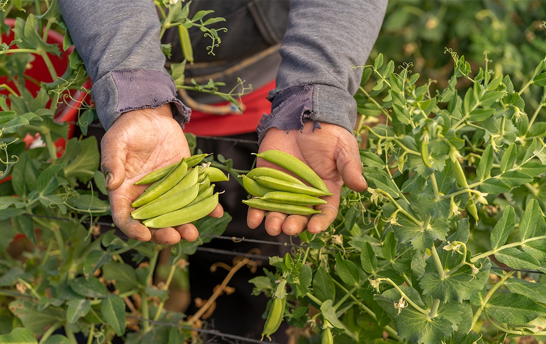 Avatar of user Rodrigo Escalante