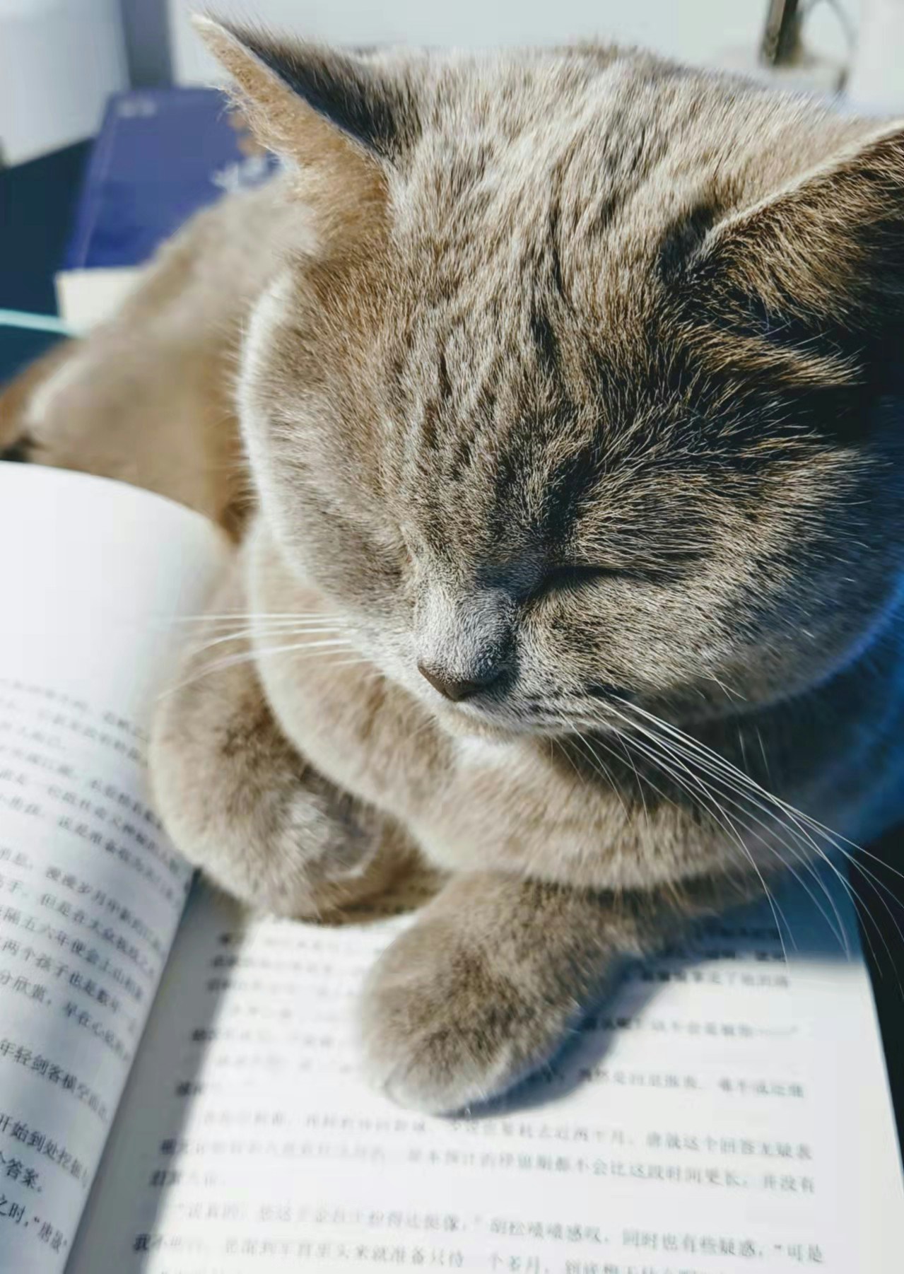 ユーザーLuna Huのアバター