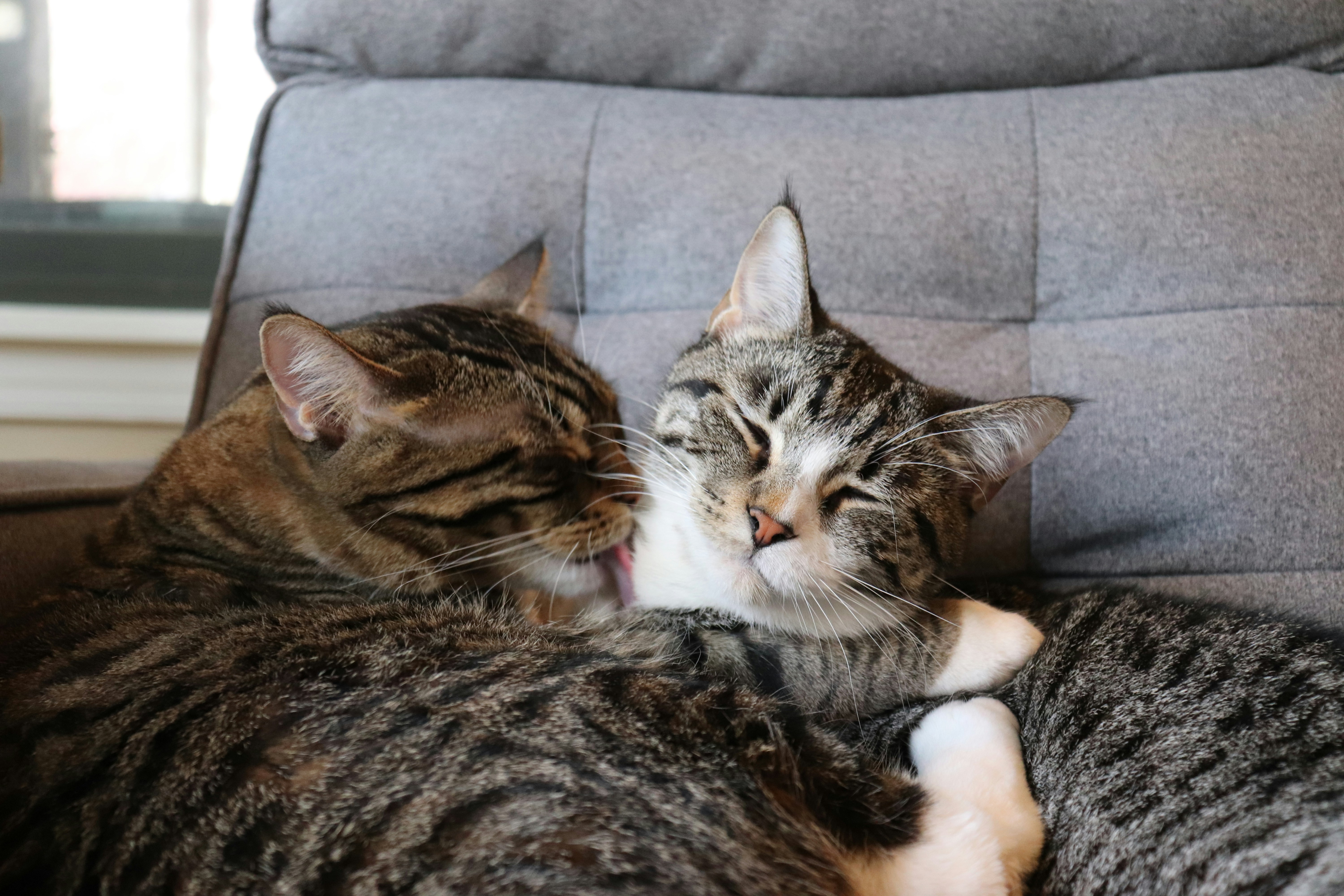 Avatar of user Amelia Fujii