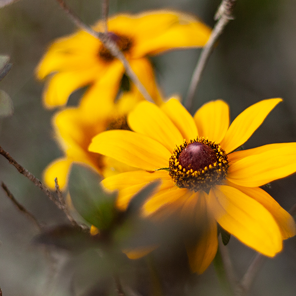 Go to Susan Jang's profile