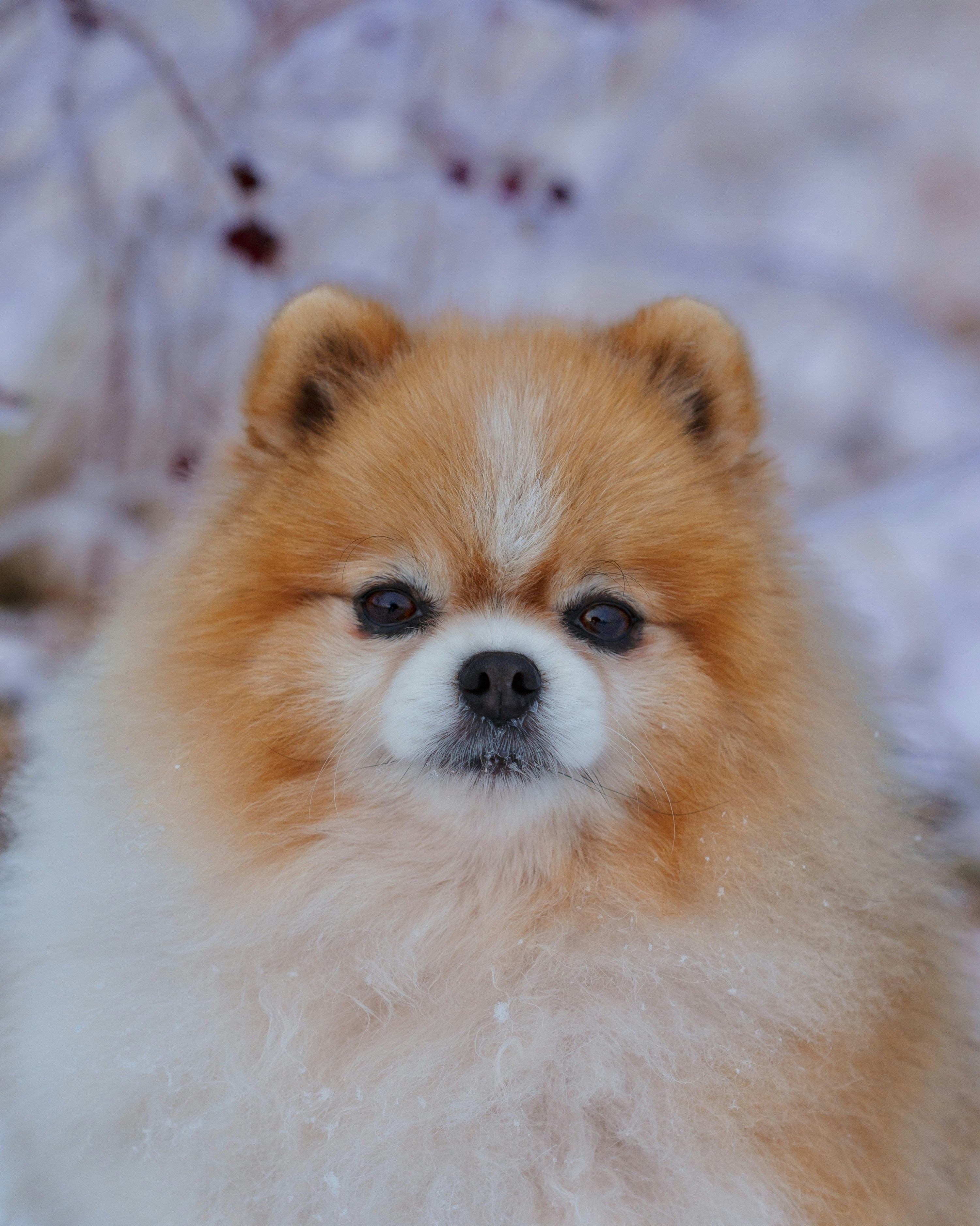 Amber Mayoのプロフィールを見る