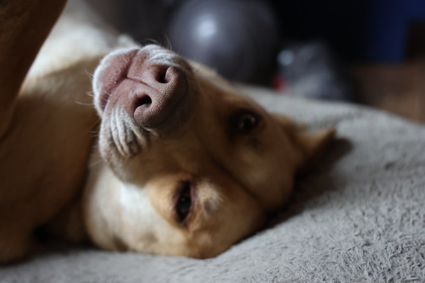 Go to Paola Cañas-Valadez's profile