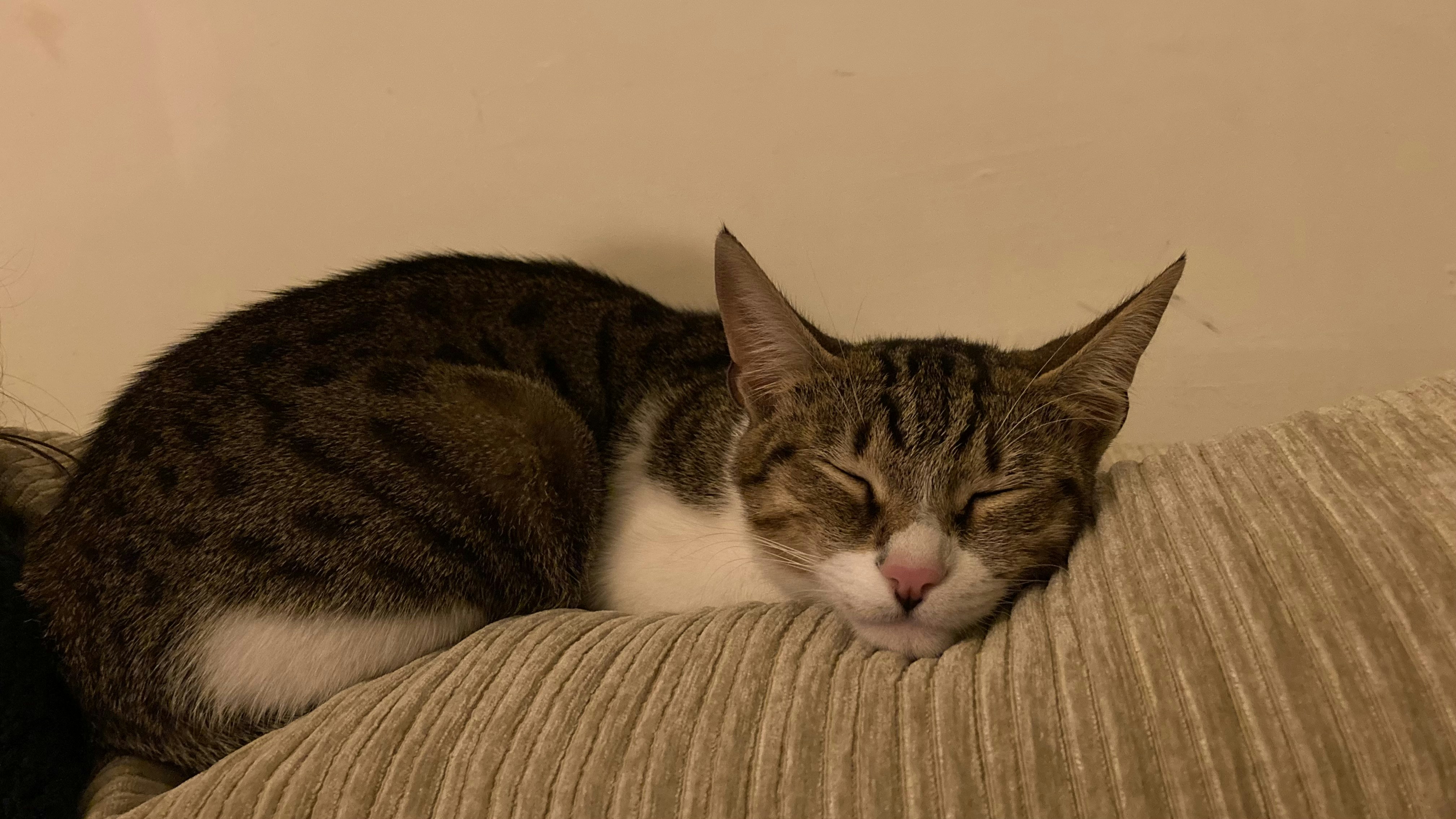 Buka profil daml a