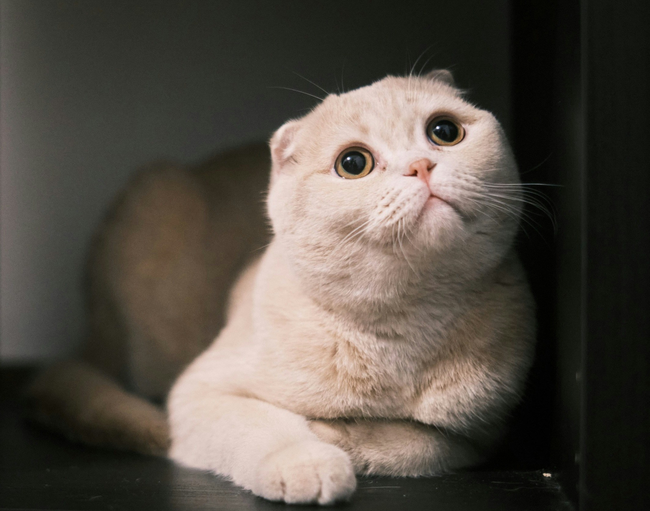 Zum Profil von Haonan Wei