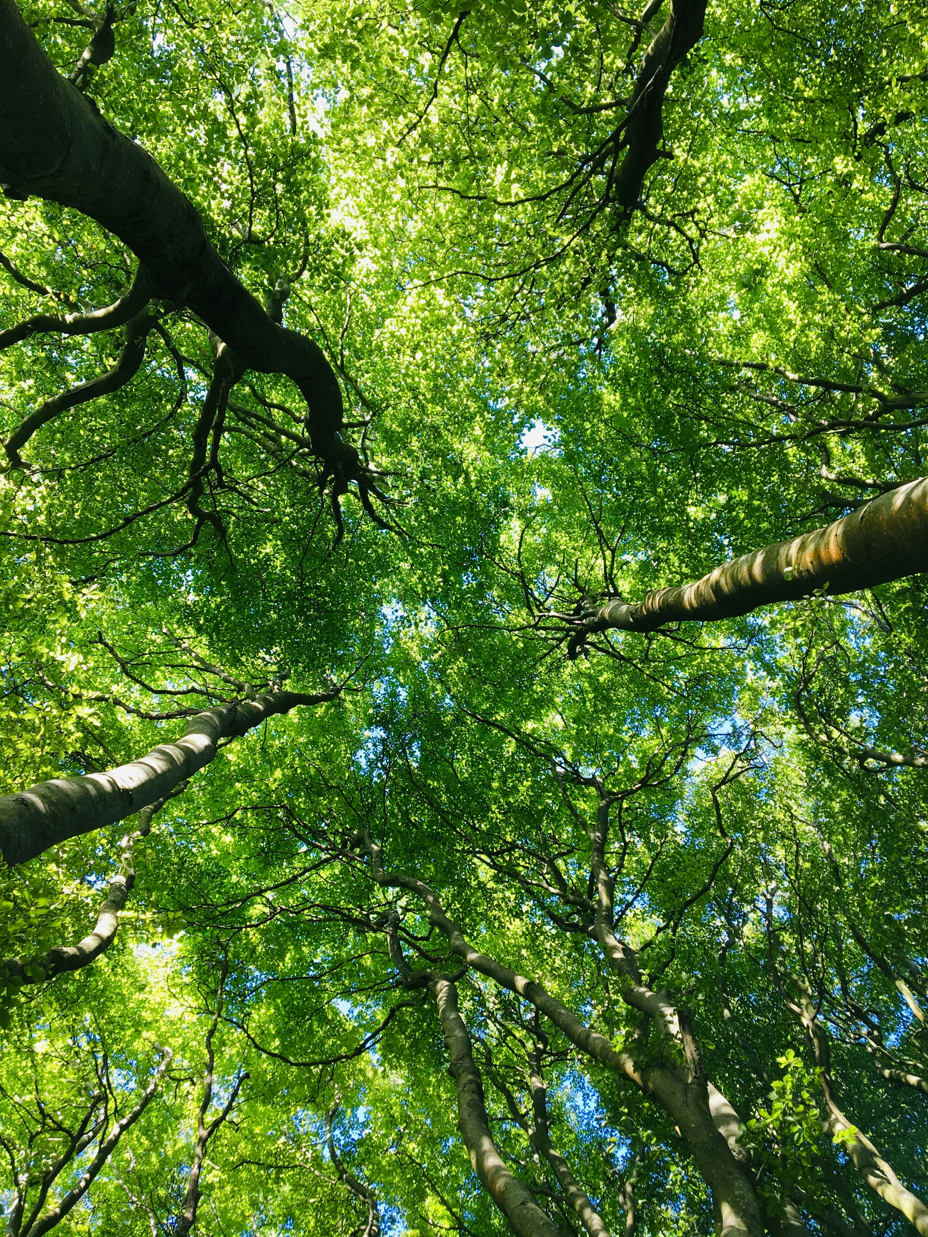 Go to Zorawar Bhangoo's profile