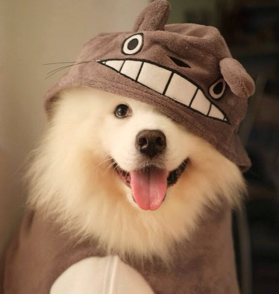 Go to Peng D's profile