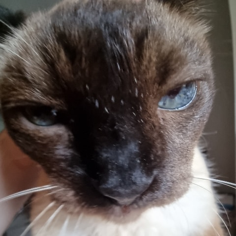 Ve al perfil de Gatti Gatto