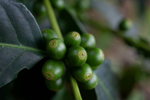 Go to PROJETO CAFÉ GATO-MOURISCO's profile