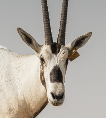 Go to Visit Qatar's profile